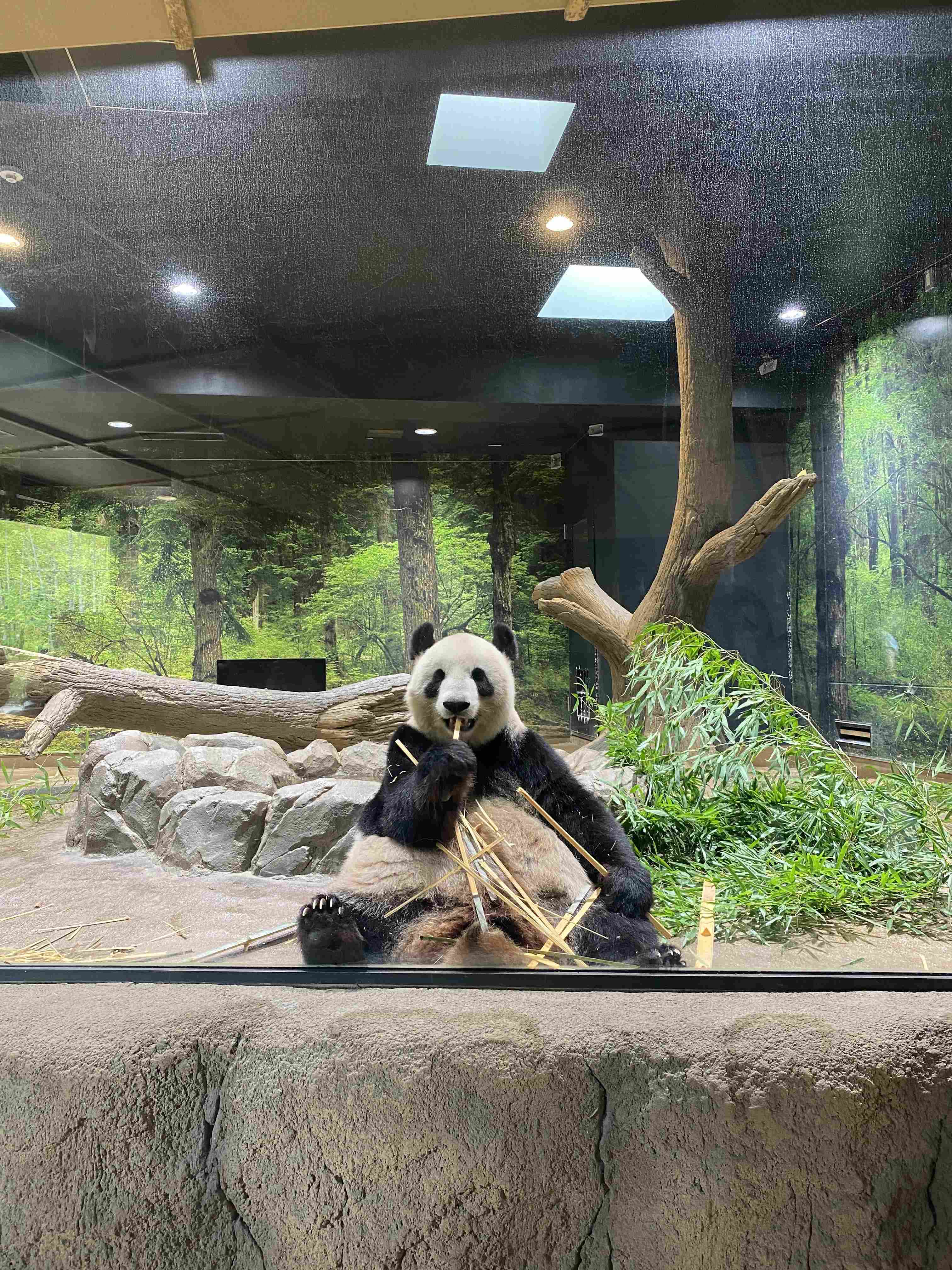 🐼 우에노 동물원 (恩賜上野動物園) 이미지 1